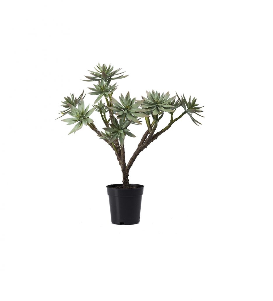 Mr. Plant Succulent 50cm