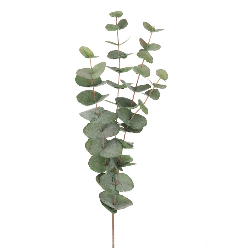 Mr. Plant Eucalyptus 60 cm