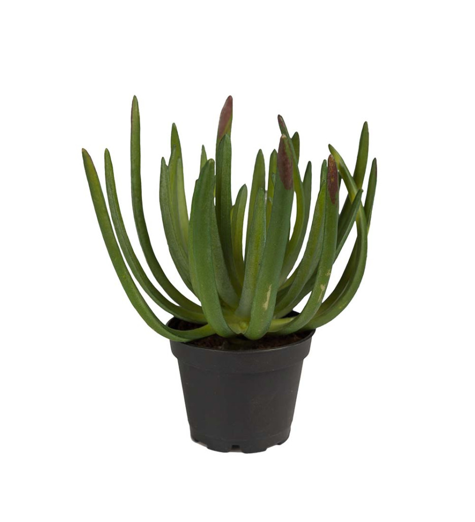 Mr. Plant Succulent 14 cm