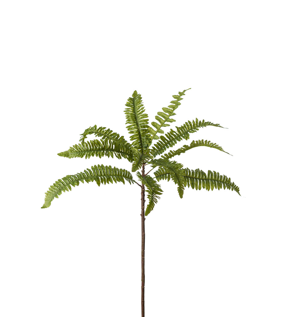 Mr. Plant Ormbunke 70 cm