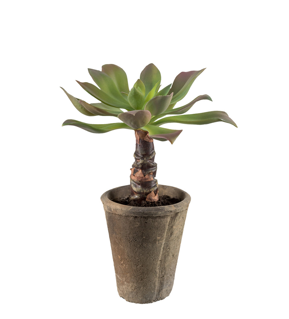 Mr. Plant Echeveria 30 cm