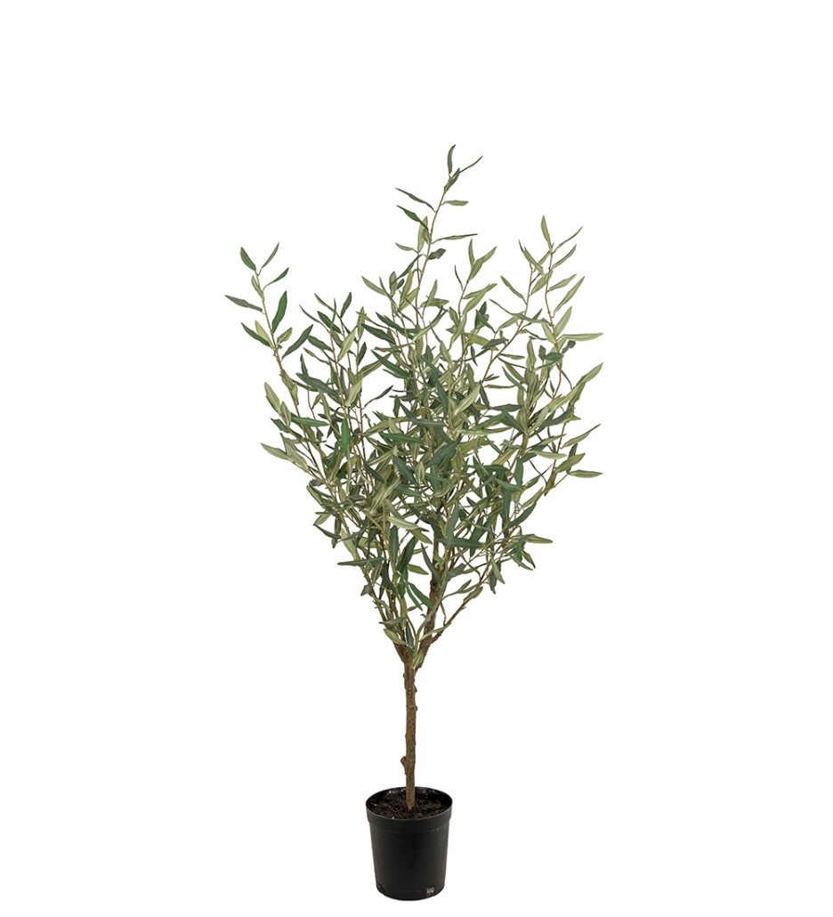 Mr. Plant Oliventre 130 cm