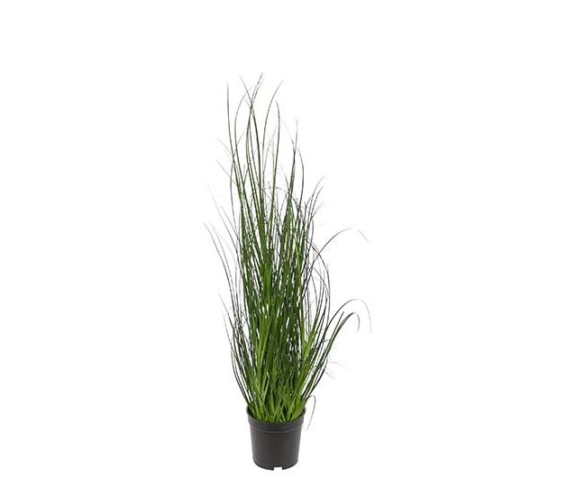 Mr. Plant Gressplante 70cm