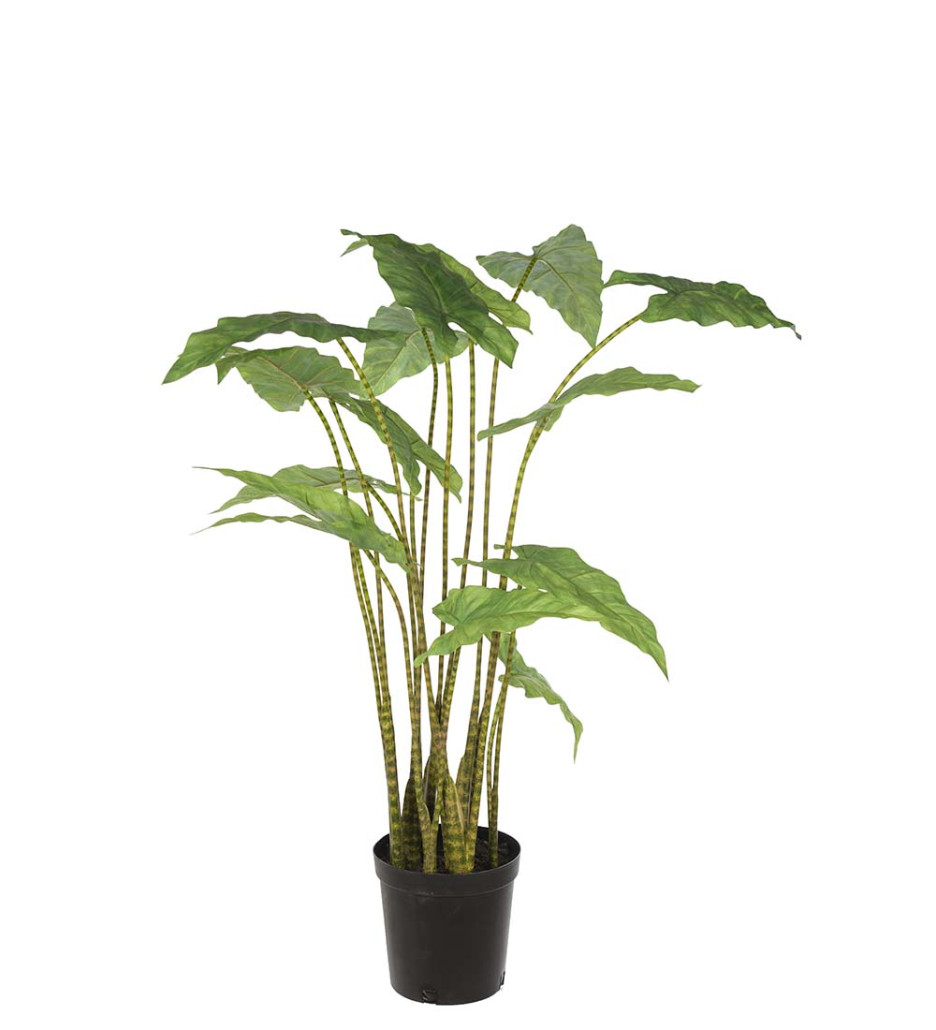 Mr. Plant Alocasia Zebrina 100 cm