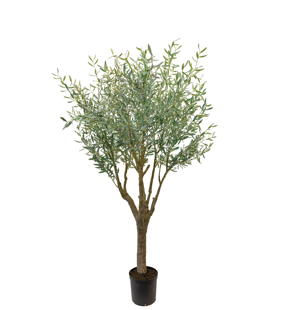 Mr. Plant Oliventre 240 cm