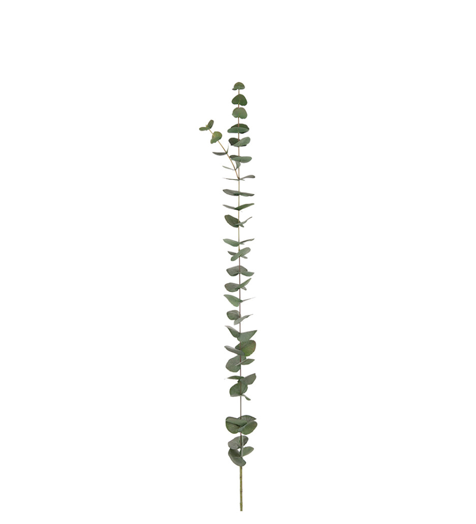 Mr. Plant Eucalyptus 120 cm