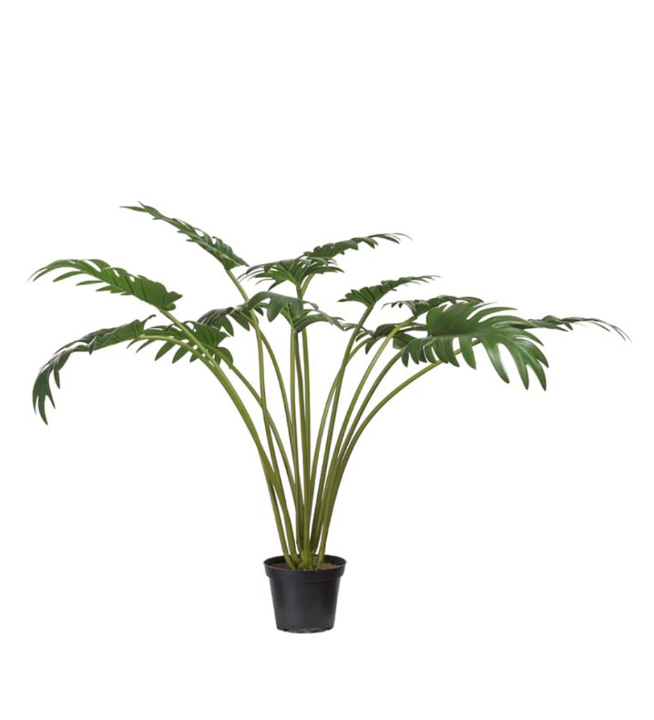 Mr. Plant Philodendron 65 cm