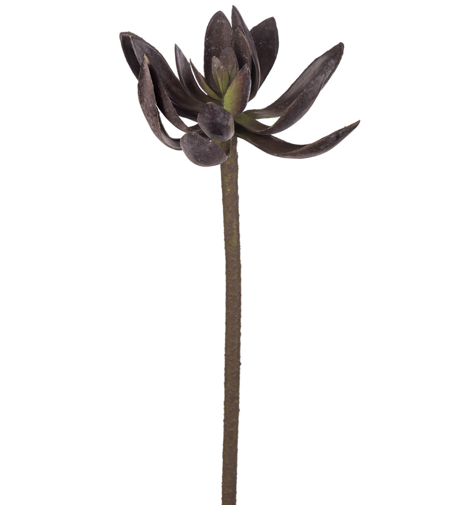 Mr. Plant Echeveria 50cm