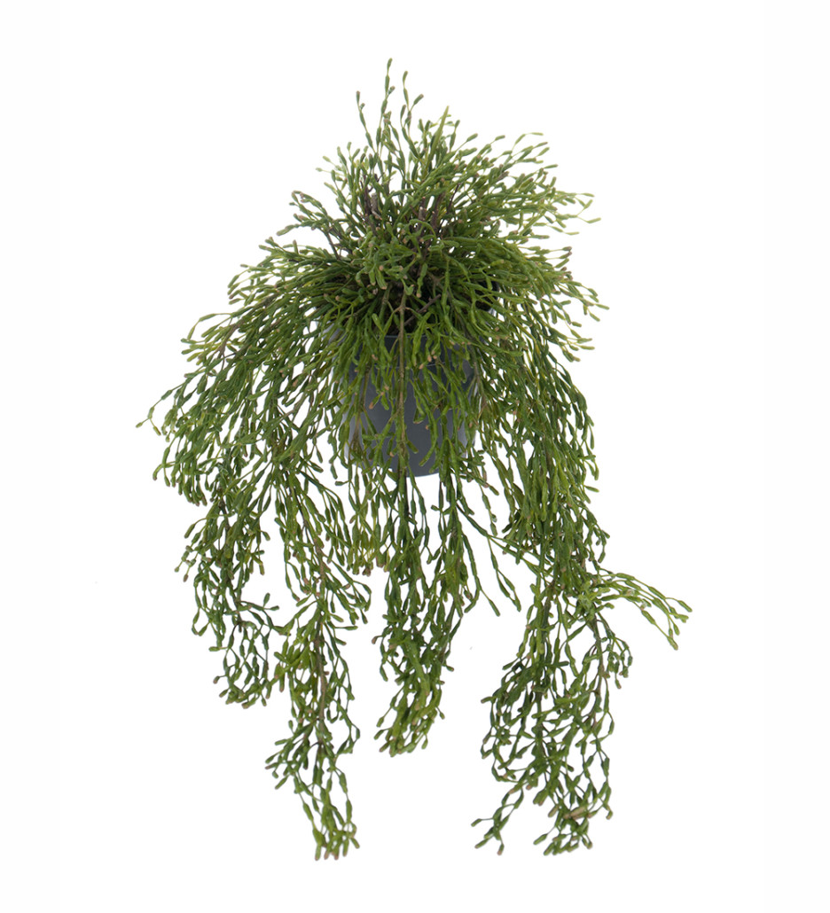 Mr. Plant Rhipsalis 65 cm