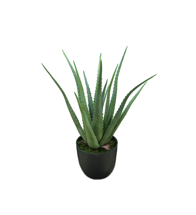Mr. Plant Aloe 55 cm