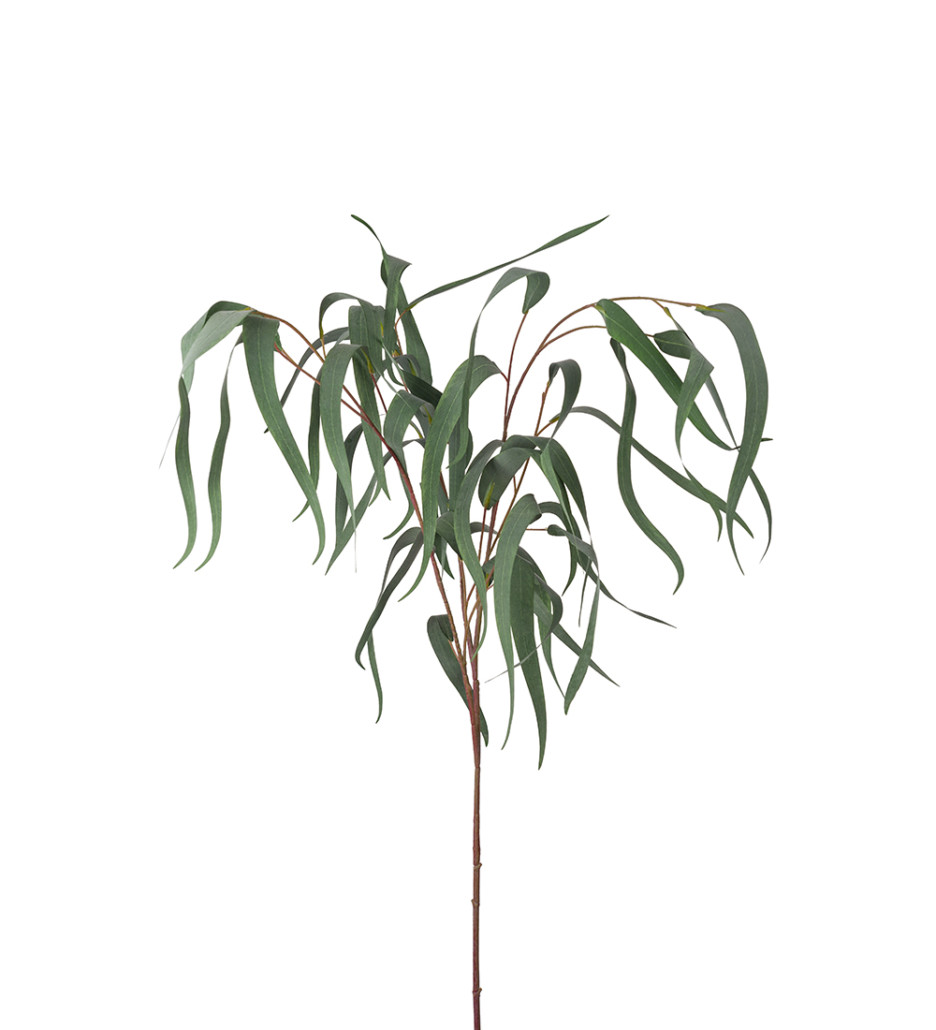 Mr. Plant Eucalyptus 110 cm