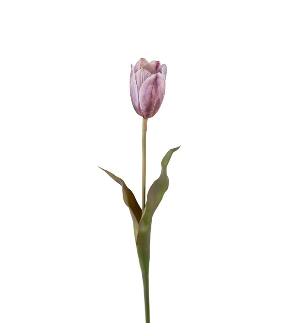 Mr. Plant Tulipan Lilla 58 cm