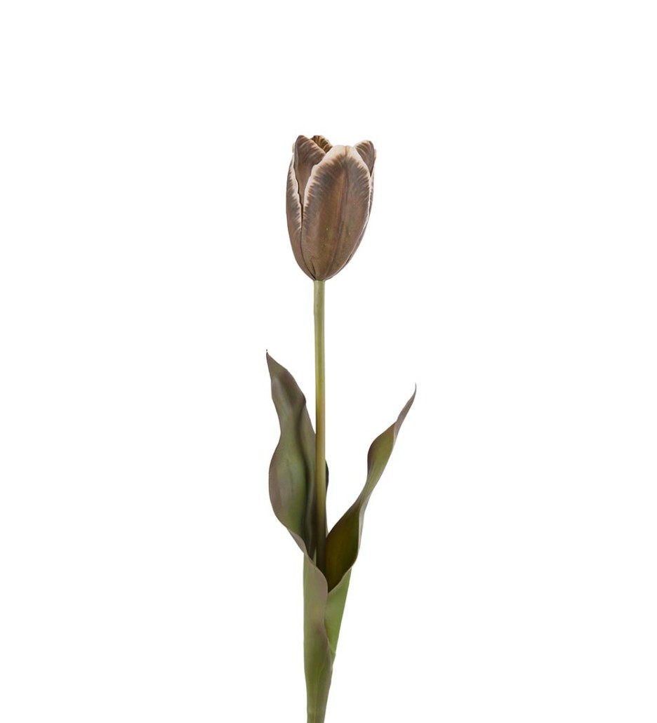 Mr. Plant Tulipan Brun 58 cm