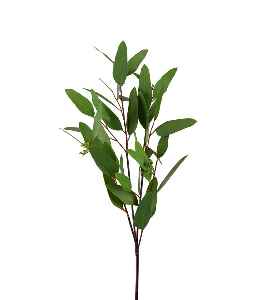 Mr. Plant Eucalyptus 80 cm