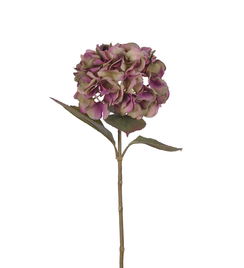 Mr. Plant Hortensia 65 cm