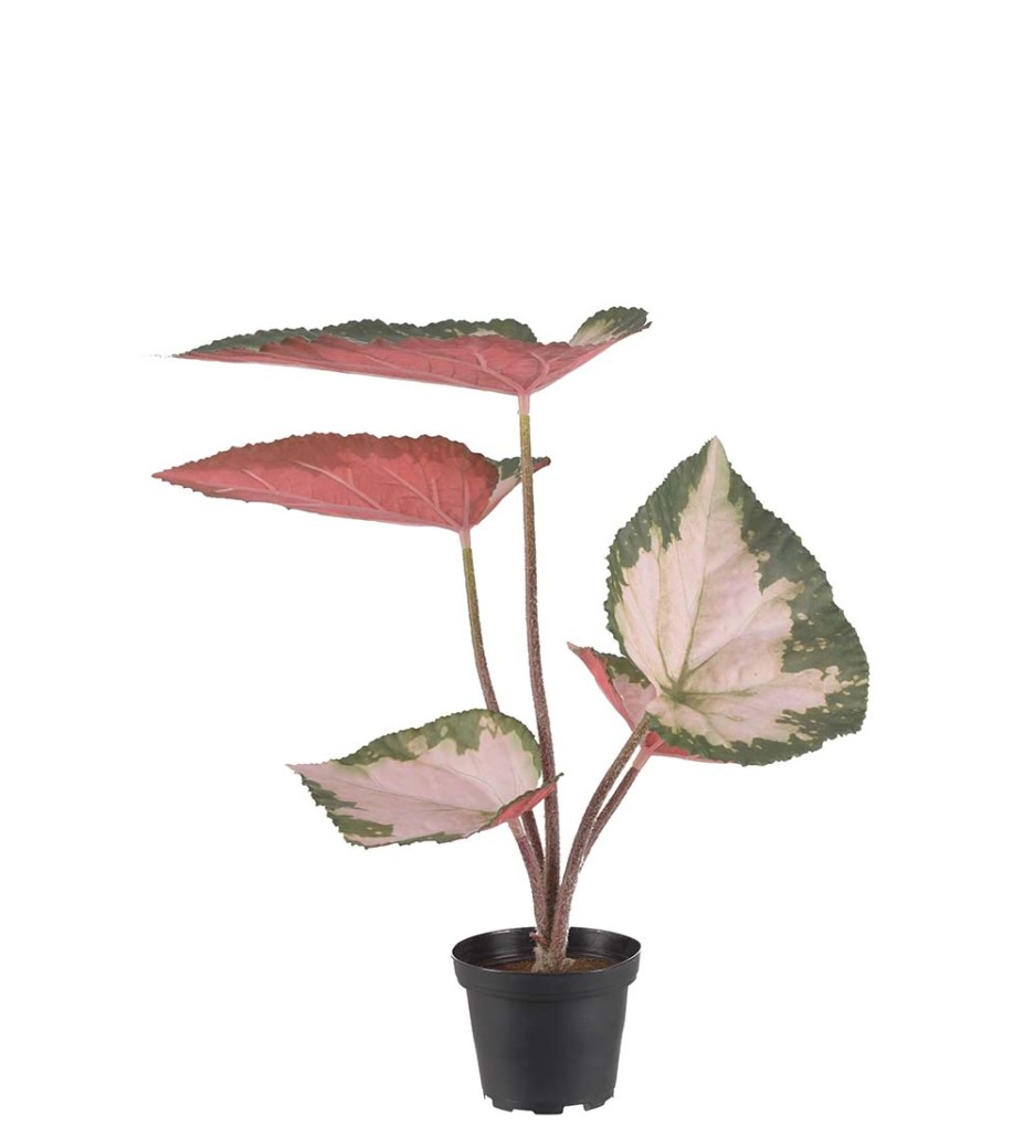 Mr. Plant Rexbegonia 35 cm