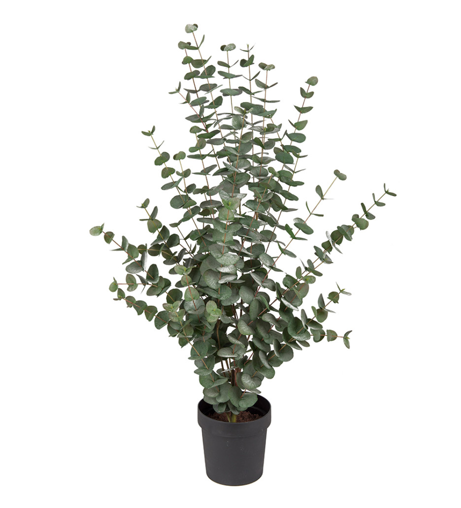 Mr. Plant Eucalyptus Potte 110 cm