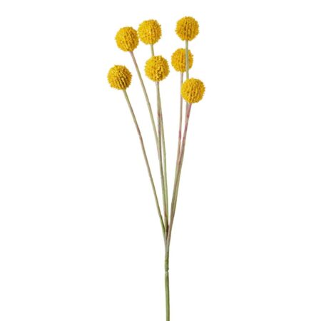 Mr. Plant Craspedia 60cm Gul
