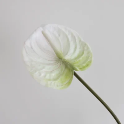 Oppdag Objects Bloom sine kunstige blomster. 3D printet med fokus på bærekraftige materialer. Nydelig og naturtro hvit Anthurium 67cm
