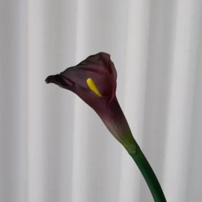 Oppdag Objects Bloom sine kunstige blomster. 3D printet med fokus på bærekraftige materialer. Nydelig og naturtro Rød Calla Lily Bordeaux 66cm
