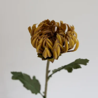 Oppdag Objects Bloom sine kunstige blomster. 3D printet med fokus på bærekraftige materialer. Nydelig og naturtro gul Kaktus Dahlia 60cm