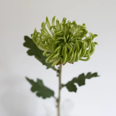 Oppdag Objects Bloom sine kunstige blomster. 3D printet med fokus på bærekraftige materialer. Nydelig og naturtro grønn Kaktus Dahlia 60cm